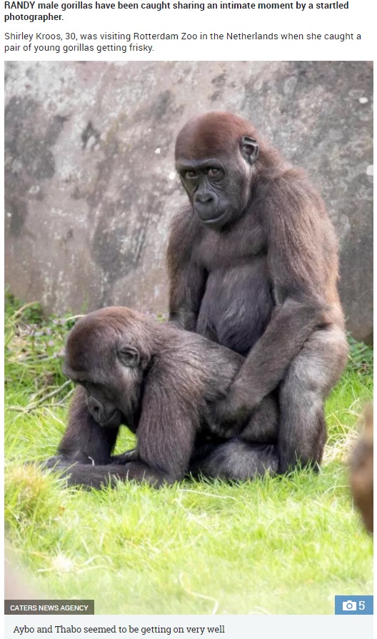 仲が良すぎる2頭の雄ゴリラ（画像は『The Sun　2018年4月17日付「GOING APE Pair of randy male gorillas caught getting frisky by shocked photographer」（IMAGE: CATERS NEWS AGENCY）』のスクリーンショット）