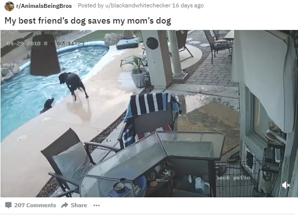 溺れた“親友”を助けようとする犬（画像は『r/AnimalsBeingBros　2018年5月8日付Reddit「My best friend’s dog saves my mom’s dog」』のスクリーンショット）