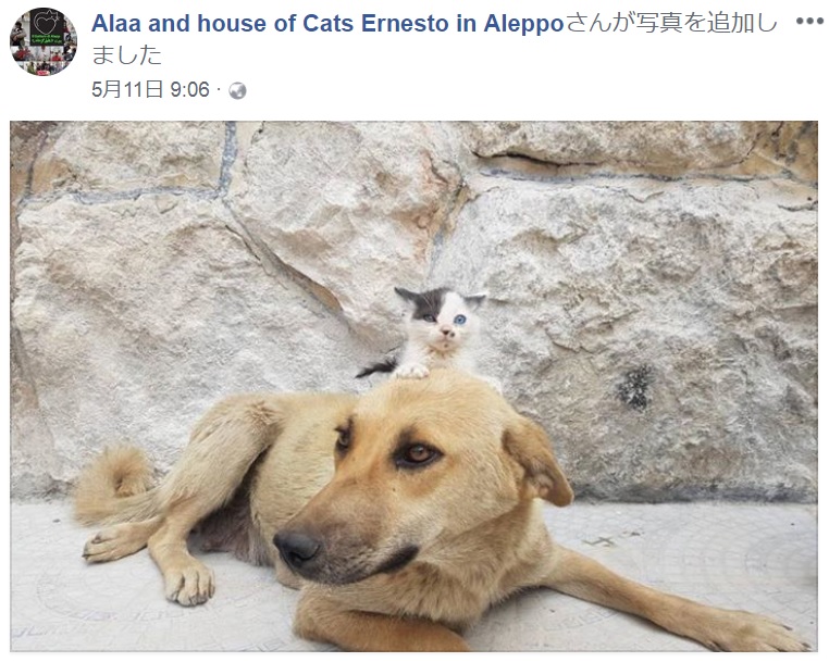 わが子を失った母犬、仔猫の母親代わりに（画像は『Alaa and house of Cats Ernesto in Aleppo　2018年5月11日付Facebook』のスクリーンショット）