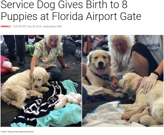 空港で出産した介助犬（画像は『Inside Edition　2018年5月26日付「Service Dog Gives Birth to 8 Puppies at Florida Airport Gate」（Credit: Tampa International Airport）』のスクリーンショット）