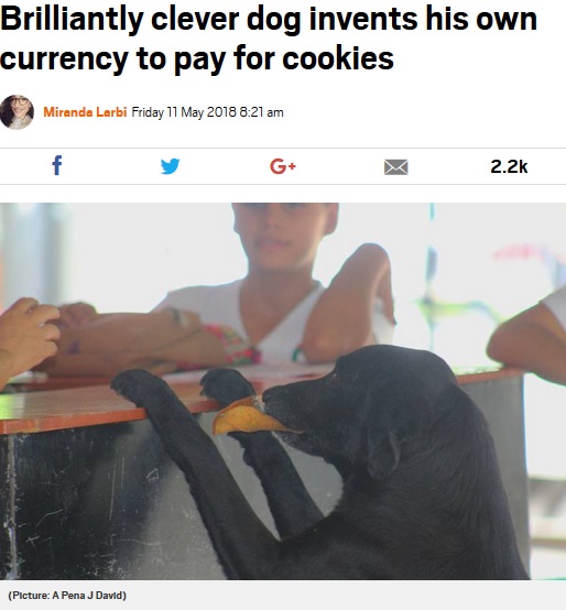 葉っぱを毎回運んでやって来る犬（画像は『Metro　2018年5月11日付「Brilliantly clever dog invents his own currency to pay for cookies」（Picture: A Pena J David）』のスクリーンショット）