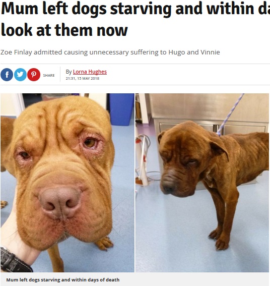 餓死寸前で発見された2頭の犬（画像は『Liverpool Echo　2018年5月15日付「Mum left dogs starving and within days of death - but look at them now」』のスクリーンショット）