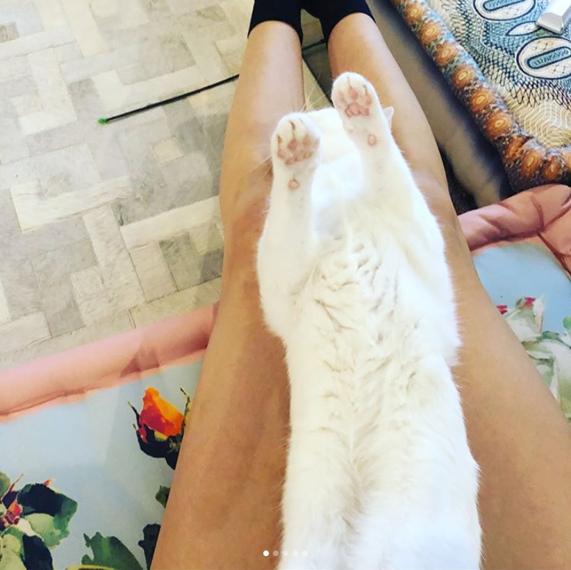 柴咲コウの脚の上でくつろぐ「ノエル」（画像は『柴咲コウ　2018年5月10日付Instagram「Goodnight... ＃逆さ寝子 ＃猫」』のスクリーンショット）