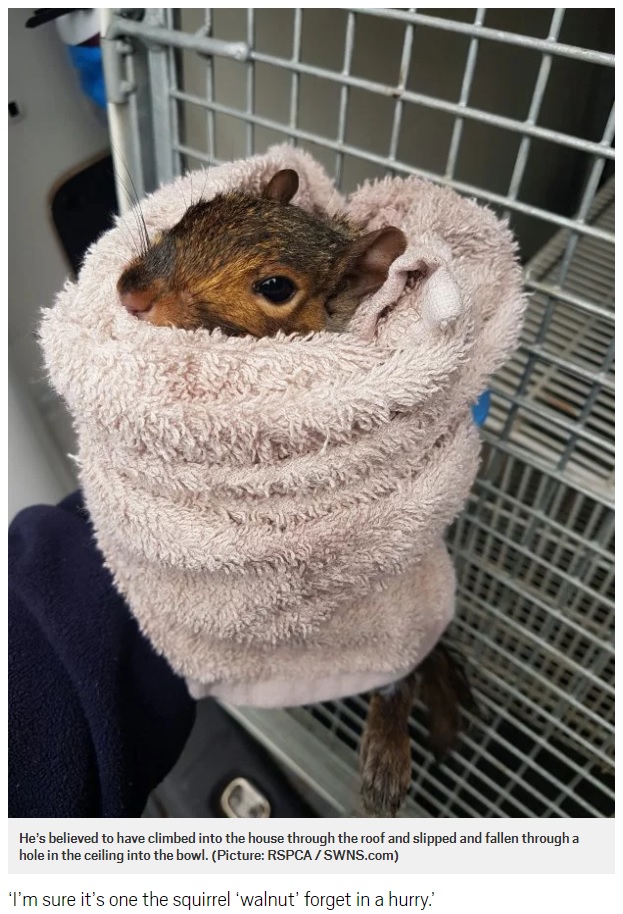 無事に救出されたリス（画像は『Metro　2018年5月16日付「Poor squirrel had to be rescued after getting stuck in student toilet」（Picture: RSPCA / SWNS.com）』のスクリーンショット）