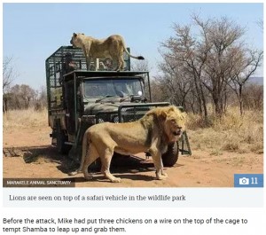 【海外発！Breaking News】野生動物保護区のオーナー、手塩にかけて育てたライオンに襲われる（南ア）