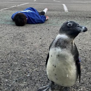 【エンタがビタミン♪】ペンギン“出川さん”と倒れたスタッフ　東北サファリパークが「＃GWロス」