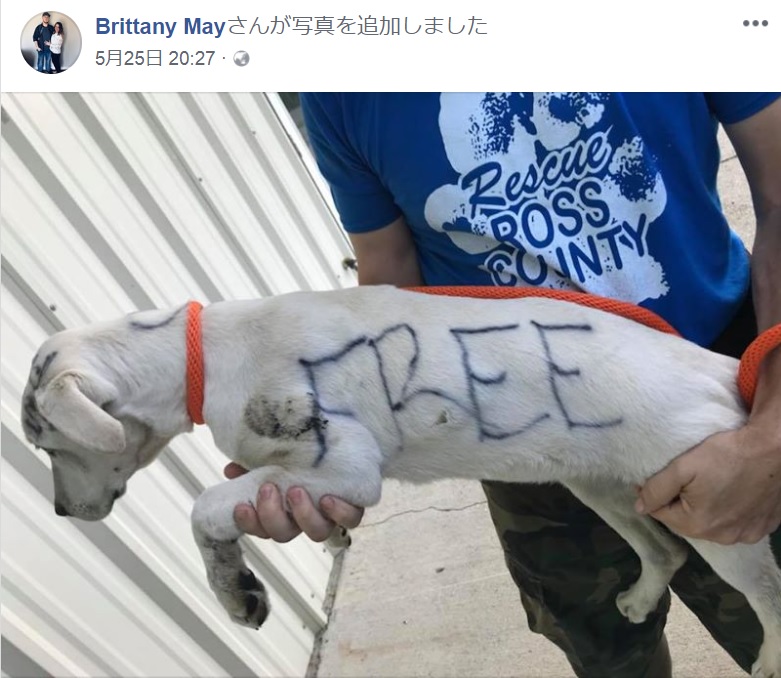 油性ペンで体に落書きされ捨てられた仔犬（画像は『Brittany May　2018年5月25日付Facebook』のスクリーンショット）