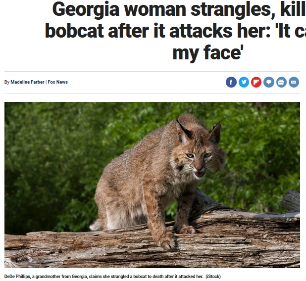 ボブキャットが46歳女性に突然襲い掛かる（画像は『Fox News　2018年6月16日付「Georgia woman strangles, kills rabid bobcat after it attacks her: ‘It came for my face’」（iStock）』のスクリーンショット）