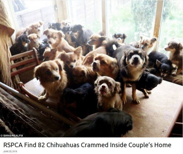 劣悪な環境の家に82匹のチワワが見つかる（画像は『real fix　2018年6月25日付「RSPCA Find 82 Chihuahuas Crammed Inside Couple’s Home」（SWNS/REALFIX）』のスクリーンショット）