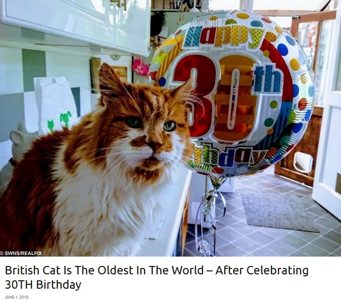 30歳を迎えた猫の“ラッブル”（画像は『real fix　2018年6月1日付「British Cat Is The Oldest In The World – After Celebrating 30TH Birthday」（SWNS/REALFIX）』のスクリーンショット）