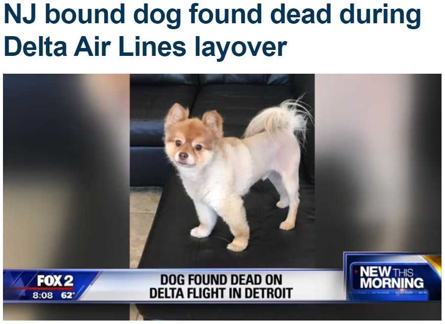 デルタ航空乗客の犬が変わり果てた姿で…（画像は『Fox 5 NY　2018年6月3日付「NJ bound dog found dead during Delta Air Lines layover」』のスクリーンショット）