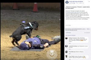 【海外発！Breaking News】警察犬が倒れた警察官に心臓マッサージを施す（スペイン）＜動画あり＞