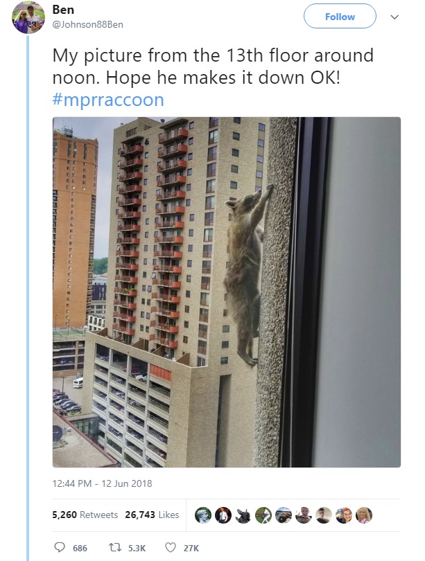 13階室内から撮影されたアライグマ（画像は『Ben　2018年6月12日付Twitter「My picture from the 13th floor around noon.」』のスクリーンショット）