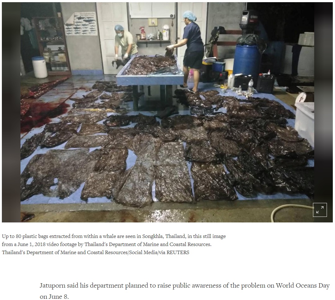 ゴンドウクジラの胃から見つかった大量のゴミ袋（画像は『Reuters　2018年6月3日付「Plastic bags jam stomach of dead pilot whale in Thailand」』のスクリーンショット）