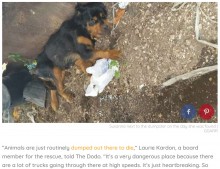 【海外発！Breaking News】障がいを持つ犬、ゴミ置き場から救助され奇跡の回復（米）
