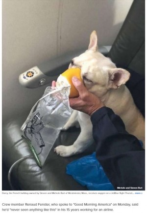 【海外発！Breaking News】呼吸困難に陥った搭乗客の飼い犬　CAが酸素マスクで迅速に救助（米）