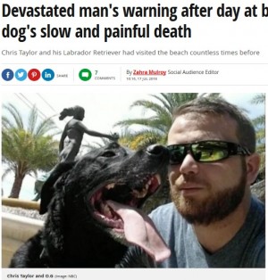 【海外発！Breaking News】海に愛犬を連れて行った飼い主の悲劇　獣医も警告「犬のビーチ遊びは2時間までに」（米）