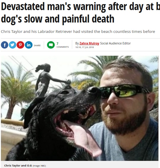 ビーチ遊びの後、愛犬を失った飼い主（画像は『Mirror　2018年7月18日付「Devastated man’s warning after day at beach ends in his dog’s slow and painful death」（Image: NBC）』のスクリーンショット）
