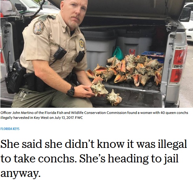 観光客の滞在先で見つかったピンク貝（画像は『Miami Herald　2018年7月19日付「She said she didn’t know it was illegal to take conchs. She’s heading to jail anyway.」』のスクリーンショット）