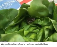 【海外発！Breaking News】スーパーで購入したレタスから生きたカエルを発見（英）＜動画あり＞