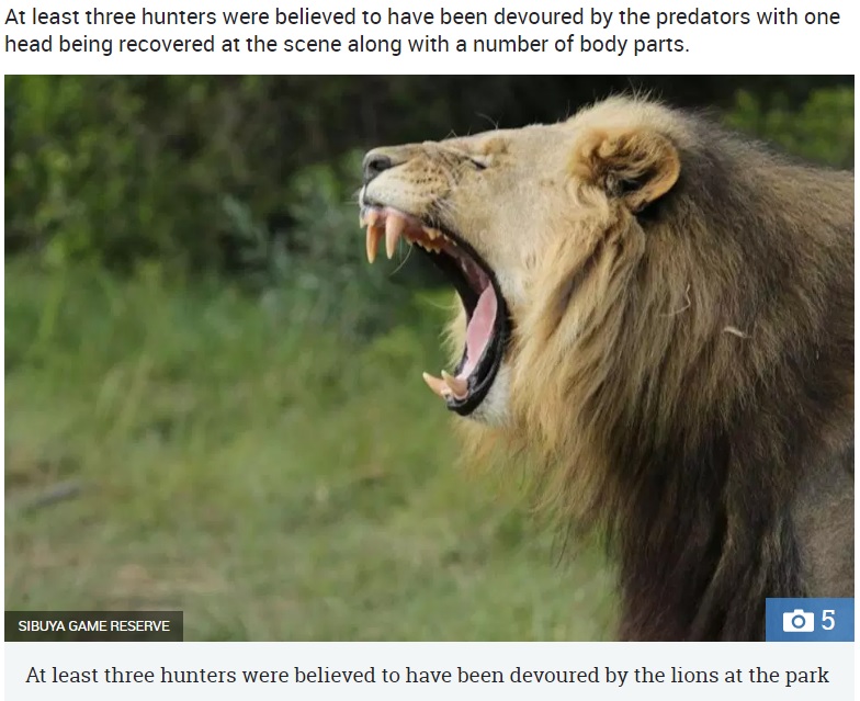 密猟者ら少なくとも3人がライオンの餌食に（画像は『The Sun　2018年7月5日付「TORN TO PIECES Rhino poachers ripped apart and EATEN ALIVE by lions after breaking into South Africa game reserve」（IMAGE: SIBUYA GAME RESERVE）』のスクリーンショット）