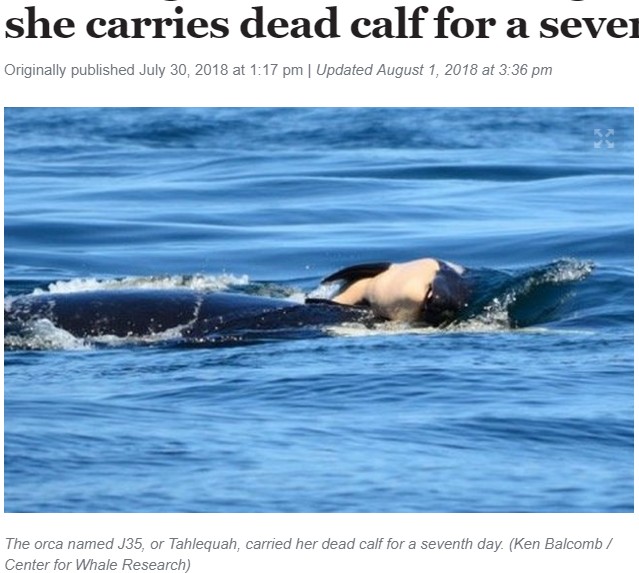 死んだ我が子をつつきながら泳ぐ母シャチ（画像は『The Seattle Times　2018年8月1日付「Grieving mother orca falling behind family as she carries dead calf for a seventh day」（Ken Balcomb / Center for Whale Research）』のスクリーンショット）