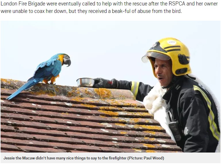 救出に駆けつけた消防隊員だが…（画像は『Metro　2018年8月13日付「Parrot tells firefighter to ‘f**k off’ after getting stuck on roof.」（Picture: Paul Wood）』のスクリーンショット）