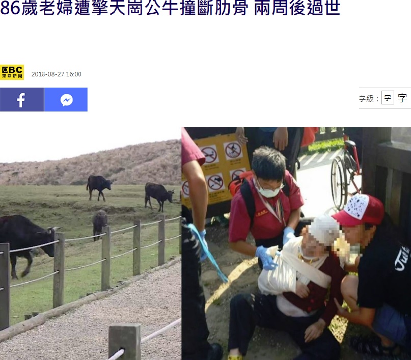 草原で水牛に襲われた高齢女性（画像は『東森新聞　2018年8月27日付「86歲老婦遭擎天崗公牛撞斷肋骨 兩周後過世」』のスクリーンショット）