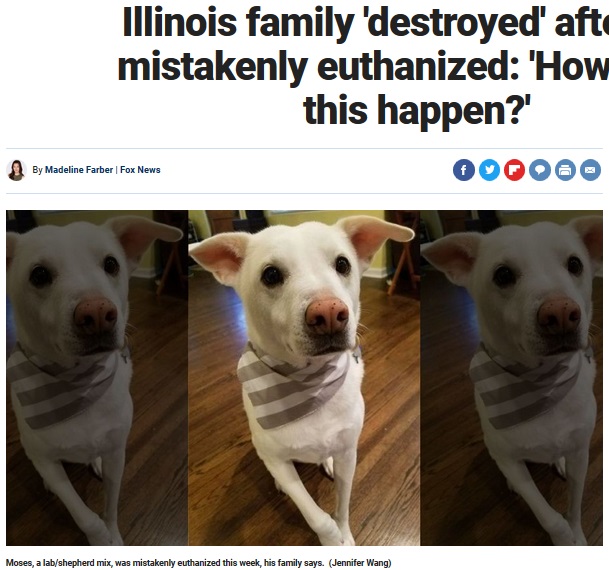 動物管理施設のミスで安楽死させられた犬（画像は『Fox News　2018年8月11日付「Illinois family ‘destroyed’ after dog mistakenly euthanized: ‘How could this happen?’」（Jennifer Wang）』のスクリーンショット）