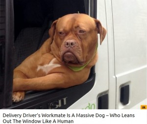 【海外発！Breaking News】英ロンドン市内でちょっと有名な宅配スタッフの犬　飼い主は「いい用心棒にもなる」