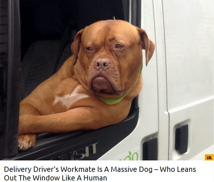 飼い主の仕事に付き合うフレンチ・マスティフ犬（画像は『real fix　2018年8月13日付「Delivery Driver’s Workmate Is A Massive Dog – Who Leans Out The Window Like A Human」』のスクリーンショット）