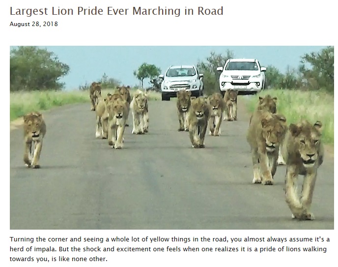 群れをなして近づくライオン（画像は『Latest Sightings　2018年8月28日付「Largest Lion Pride Ever Marching in Road」』のスクリーンショット）
