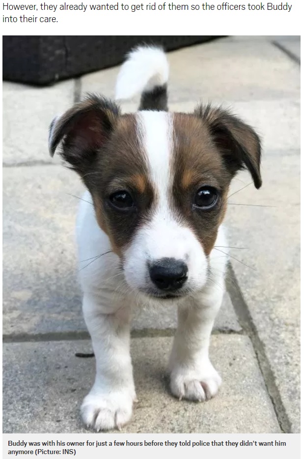 購入後、数時間で捨てられた子犬（画像は『Metro　2018年8月3日付「Owners return puppy hours after buying him ‘because they didn’t want him any more’」（Picture: INS）』のスクリーンショット）