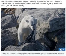 【海外発！Breaking News】空腹のホッキョクグマ、北極圏に漂うプラスチックのゴミ袋を噛む