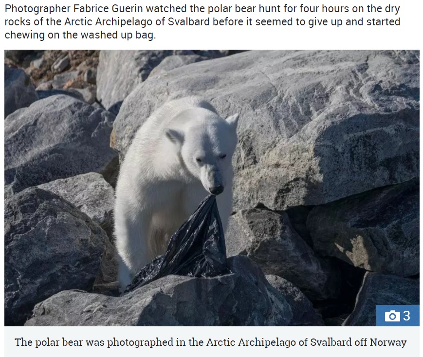 ゴミ袋を食べようとする空腹のホッキョクグマ（画像は『The Sun　2018年8月6日付「BIG MELT MISERY Polar bear seen chewing on a plastic bin bag in desperate attempt to find food on bone-dry rock face」』のスクリーンショット）