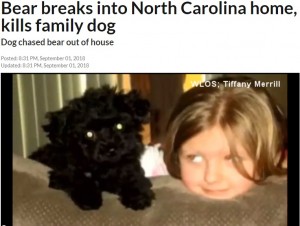【海外発！Breaking News】自らの命を犠牲にし熊から家族を守った小さな犬（米）