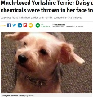 【海外発！Breaking News】何者かが愛犬に化学薬品浴びせ安楽死に　捜査官「どれだけ辛い思いをしたか」（英）