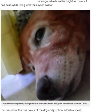 【海外発！Breaking News】染髪剤で全身真っ赤に染められた犬が救助される（ギリシャ）