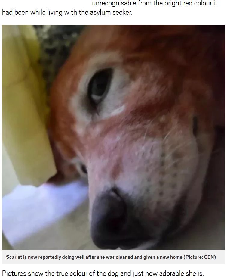 赤い色が落ち、新しい飼い主に引き取られた犬（画像は『Metro　2018年9月6日付「Dog dyed red rescued after it was ‘bought for ￡133 by man who liked the colour’」（Picture: CEN）』のスクリーンショット）