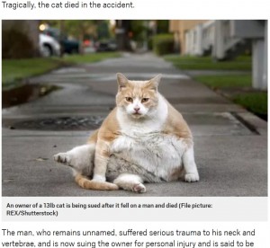 【海外発！Breaking News】8階から落下した猫が直撃　男性が脊椎と首に重傷（伊）