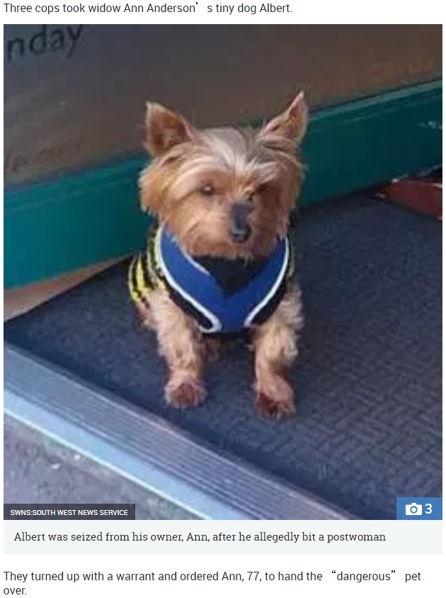 歯が4本のヨークシャーテリア、郵便配達人に噛みつく（画像は『The Sun　2018年9月11日付「YORKSHIRE NIPPER Tiny Yorkshire terrier with just four teeth was seized from its owner for ‘biting a postwoman’」（IMAGE: SWNS:SOUTH WEST NEWS SERVICE）』のスクリーンショット）