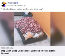 【海外発！Breaking News】大好きなブランケットに包まれて眠る犬「ハグと一緒で安心するのね」（アルゼンチン)