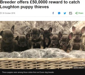 【海外発！Breaking News】盗まれた子犬11匹を連れ戻してくれたら…報酬725万円を提示したブリーダー（英）