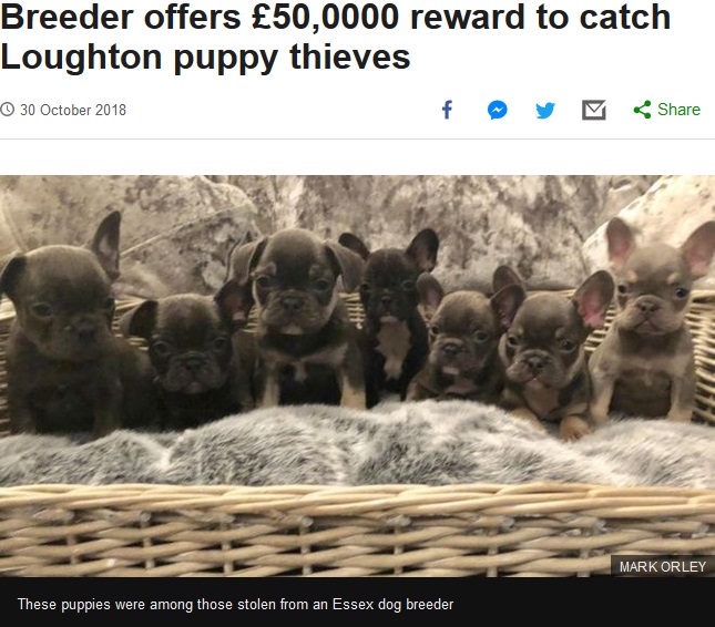 11匹の子犬を盗まれたブリーダー、発見者への高額報酬を用意（画像は『BBC News　2018年10月30日付「Breeder offers ￡50,000 reward to catch Loughton puppy thieves」（MARK ORLEY）』のスクリーンショット）