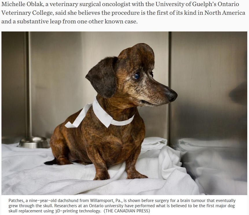 頭に腫瘍ができた犬に人工骨を移植（画像は『The Star　2018年9月23日付「Ontario researchers use 3D-printing tech to replace part of dog’s skull」（THE CANADIAN PRESS）』のスクリーンショット）