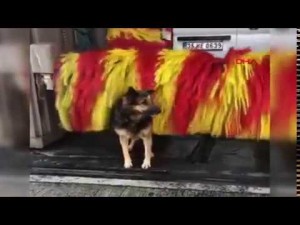 洗車機のブラシで体を洗う野良犬のリンダ（画像は『Funny Sexy Pets　2018年11月17日公開 YouTube「Dog on carwash （feel so good ah）」』のサムネイル
