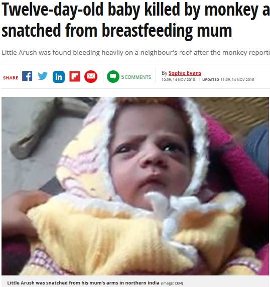 サルに連れ去られた生後12日目の男児、亡くなる（画像は『Mirror　2018年11月14日付「Twelve-day-old baby killed by monkey after being snatched from breastfeeding mum」（Image: CEN）』のスクリーンショット）