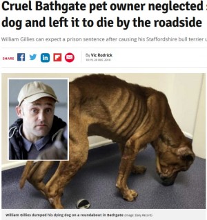 【海外発！Breaking News】がんを患う犬を飢えさせ、路上放置した飼い主に懲役刑の可能性（英）