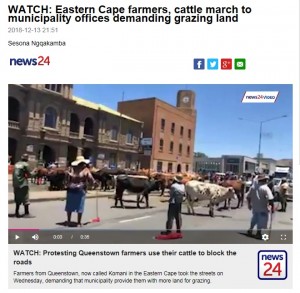 【海外発！Breaking News】安全な放牧地求め、牛が自治体ビル前に集結（南ア）