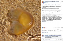【海外発！Breaking News】海岸で見つかった謎の生物「トランプ米大統領の部分かつらでは？」と話題に（豪）